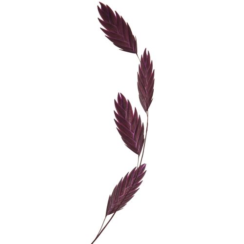 Prodotto Erba secca Chasmantium viola 70cm 10 pz