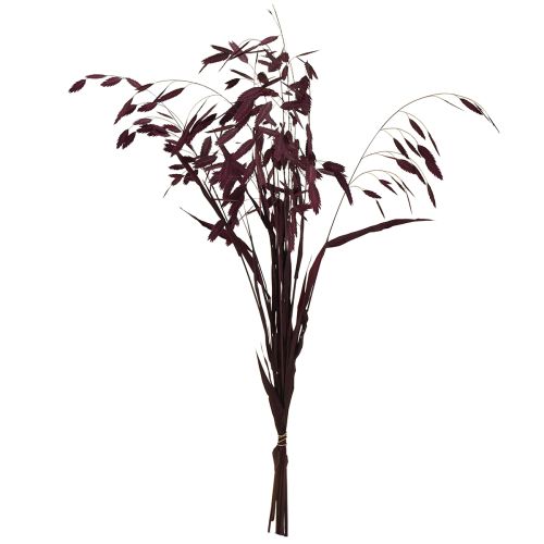 Prodotto Erba secca Chasmantium viola 70cm 10 pz