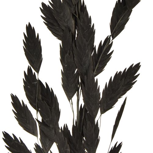 Prodotto Erba secca a orecchie piatte Chasmantium Black 70cm 10 pezzi