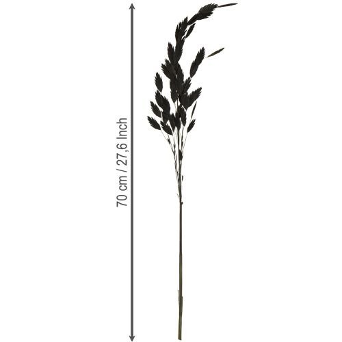 Prodotto Erba secca a orecchie piatte Chasmantium Black 70cm 10 pezzi