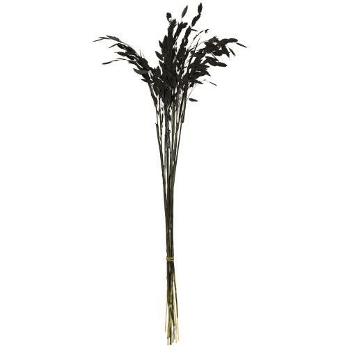 Prodotto Erba secca a orecchie piatte Chasmantium Black 70cm 10 pezzi