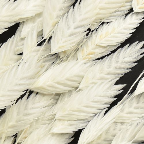 Prodotto Erba secca Chasmantium White 70cm 10 pz