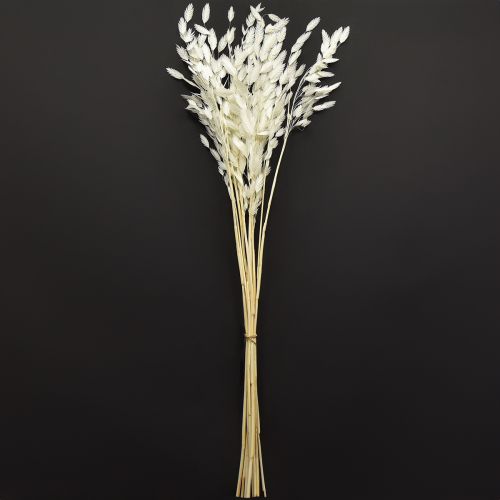 Prodotto Erba secca Chasmantium White 70cm 10 pz