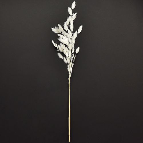 Prodotto Erba secca Chasmantium White 70cm 10 pz