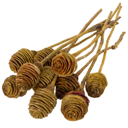 Prodotto Crema di Platyspermum 1-3, 50 teste