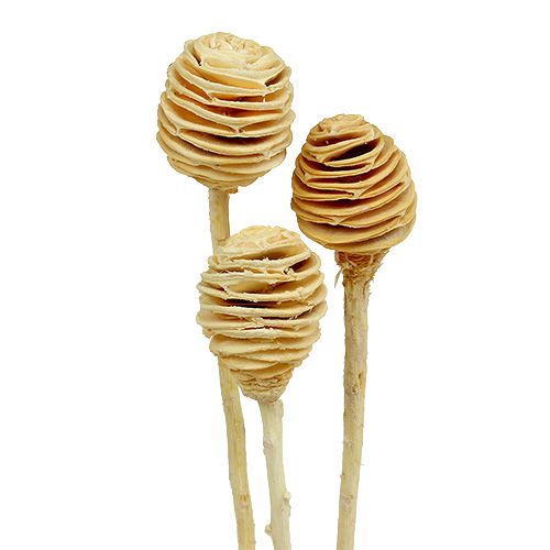 Prodotto Platyspermum sbiancato 25 pz
