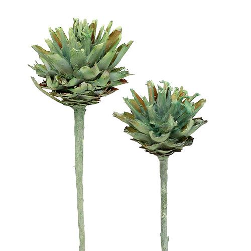 Floristik24 Plumosum 1 Verde Smerigliato 25 pz