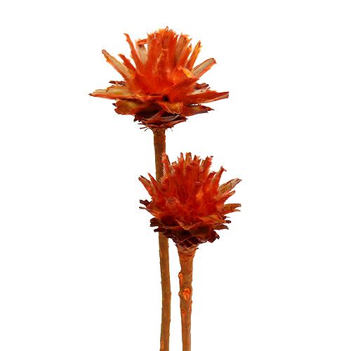 Floristik24 Plumosum 1 Arancio 25 pz