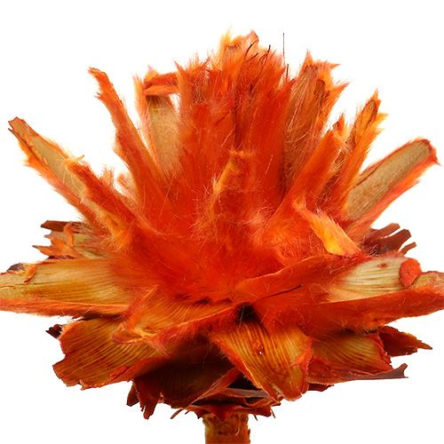 Prodotto Plumosum 1 Arancio 25 pz