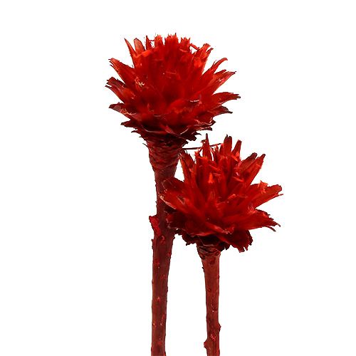 Floristik24 Plumosum 1 Rosso 25 pz