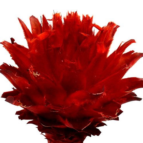 Plumosum 1 Rosso 25 pz | Floristik24.it