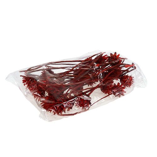 Prodotto Plumosum 1 Rosso 25 pz