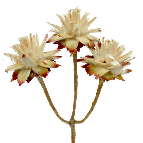 Prodotto Leucospermum 1-3 Mescolare la panna 100 teste