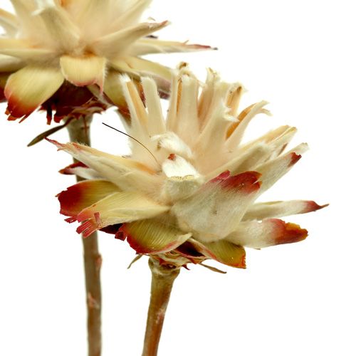 Floristik24 Leucospermum 1-3 Mescolare la panna 100 teste
