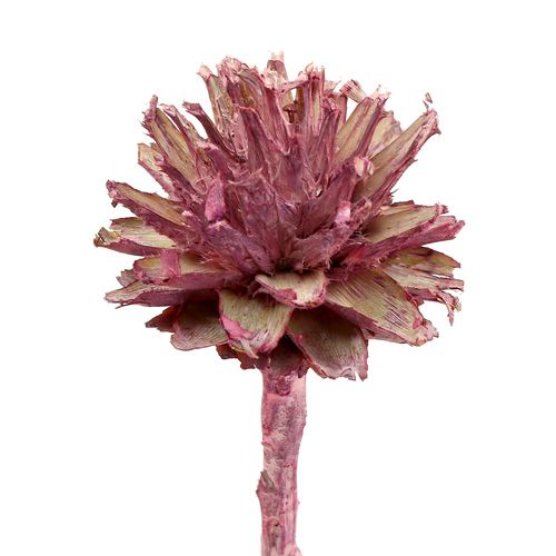 Prodotto Leucospermum 1 mora glassata 25pz