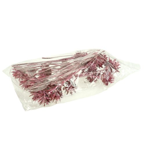 Prodotto Leucospermum 1 mora glassata 25 pz