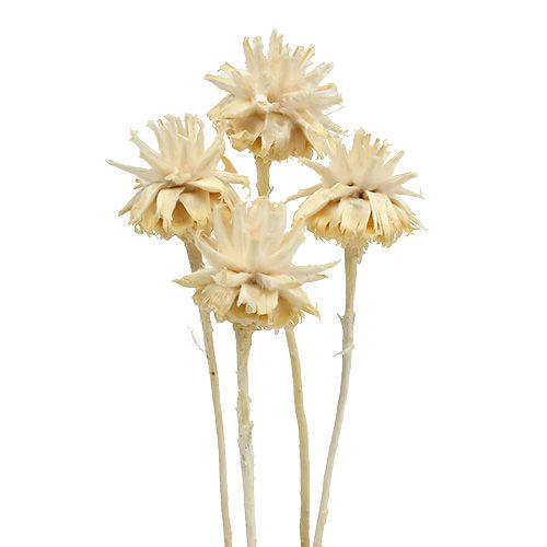 Prodotto Plumosum 1 decolorato 25 pz