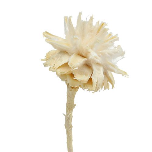 Prodotto Plumosum 1 decolorato 25 pz