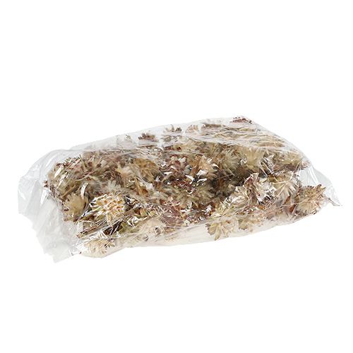 Prodotto Plumosum a gambo corto 3-6 1kg