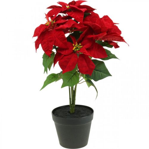 Floristik24 Stella di Natale artificiale rossa Fiori artificiali in vaso H53cm