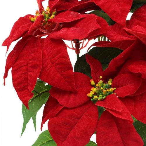 Floristik24 Stella di Natale artificiale rossa Fiori artificiali in vaso H53cm