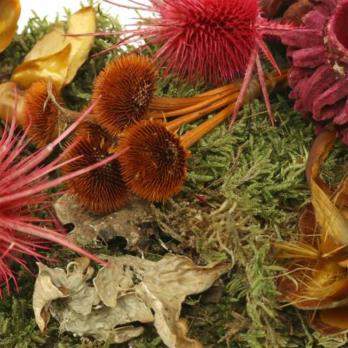 Floristik24 Miscela di fiori secchi con coni e decorazione autunnale rosso muschio 150g