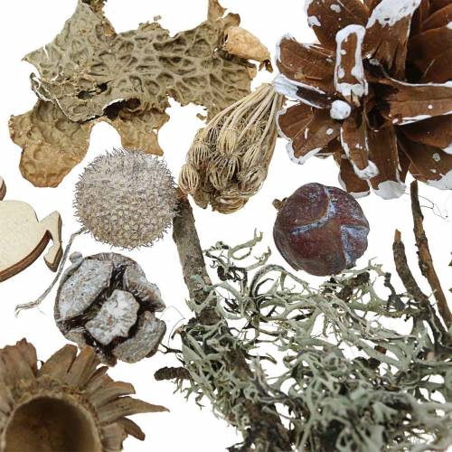 Floristik24 Set per artigianato floreale secco Coni dell&#39;Avvento e muschio lavato bianco 150g