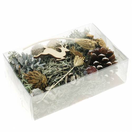 Floristik24 Set per artigianato floreale secco Coni dell&#39;Avvento e muschio lavato bianco 150g