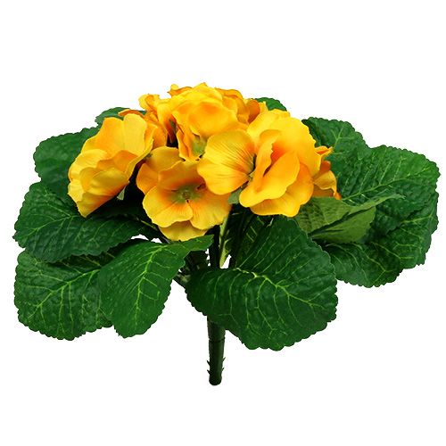 Floristik24 Primula 15cm Giallo