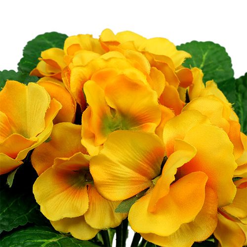Floristik24 Primula 15cm Giallo