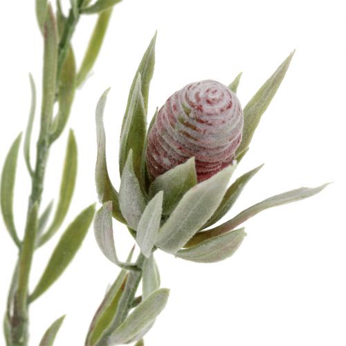 Floristik24 Mazzo di protea 43 cm 6 pezzi