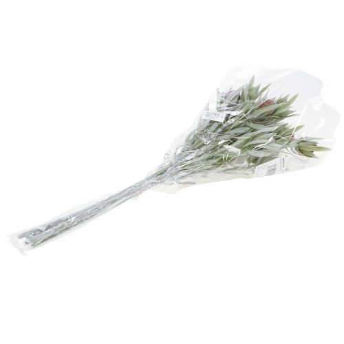Floristik24 Mazzo di protea 43 cm 6 pezzi