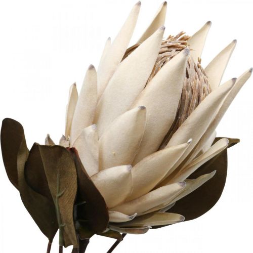 Prodotto Protea Drylook Appassito Artificialmente Beige Marrone Verde 72cm