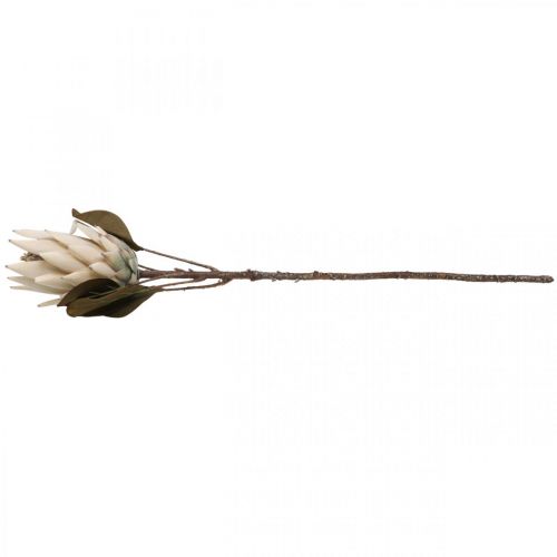 Floristik24 Protea Drylook Appassito Artificialmente Beige Marrone Verde 72cm
