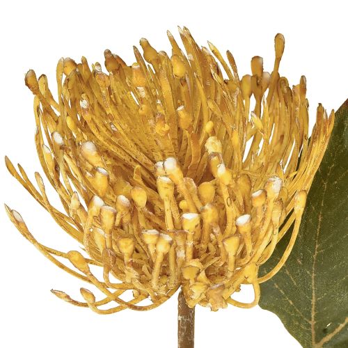 Prodotto Protea artificiale Leucospermum puntaspilli giallo 30 cm 6 pezzi