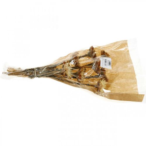 Floristik24 Protea Compacta Rosetta Fiori Secchi Naturali Cespuglio Di Zucchero 8 pz