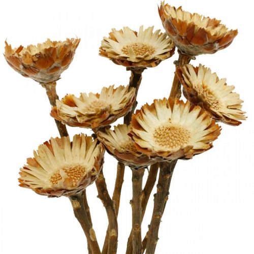 Floristik24 Protea Compacta Rosetta Fiori Secchi Naturali Cespuglio Di Zucchero 8 pz