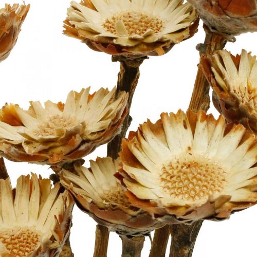 Floristik24 Protea Compacta Rosetta Fiori Secchi Naturali Cespuglio Di Zucchero 8 pz