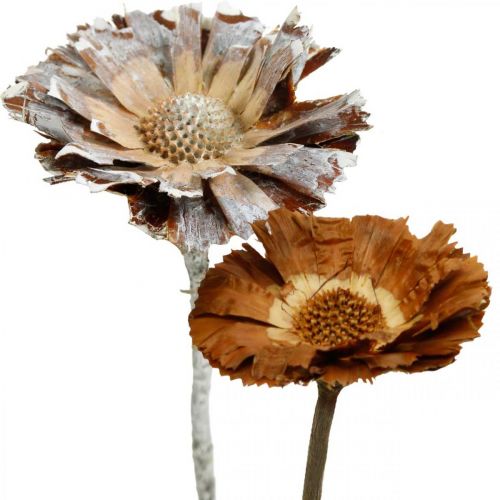 Floristik24 Rosetta di protea Exotic Mix, fiori secchi naturali, lavati di bianco, 9 pz