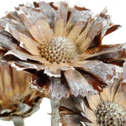 Prodotto Mix esotico Protea Rosette naturale, fiori secchi lavati bianchi 9pz