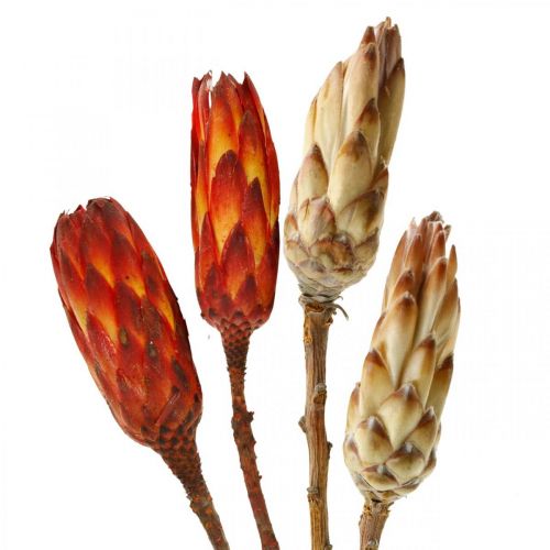 Floristik24 Protea Mix, Fiori Secchi Respens Naturale/Rosso 13 pz