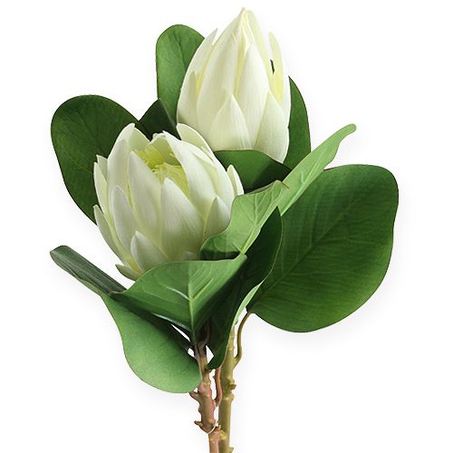 Floristik24 Protea White 54cm 2 pezzi