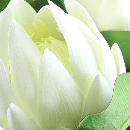 Floristik24 Protea White 54cm 2 pezzi