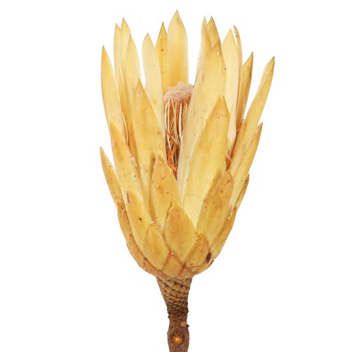 Floristik24 Crema di Repen essiccato proteico 1a scelta 10-12cm 25 pz
