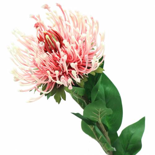 Protea artificiale rosa 73 cm