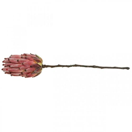 Floristik24 Artificiale Protea Fiore artificiale esotico rosso H55cm
