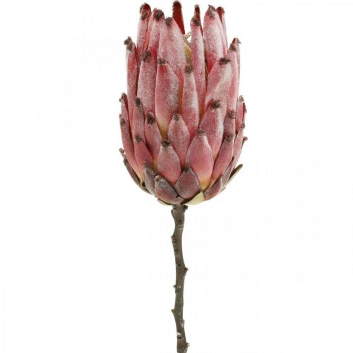 Artificiale Protea Fiore artificiale esotico rosso H55cm