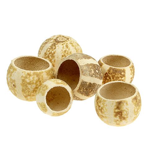 Floristik24 Coppa di Zucca sbiancata 20 pz