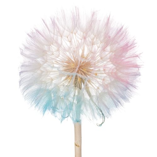 Fiore di tarassaco essiccato, elegante, durevole, facile da curare, 50 cm, 4 pezzi