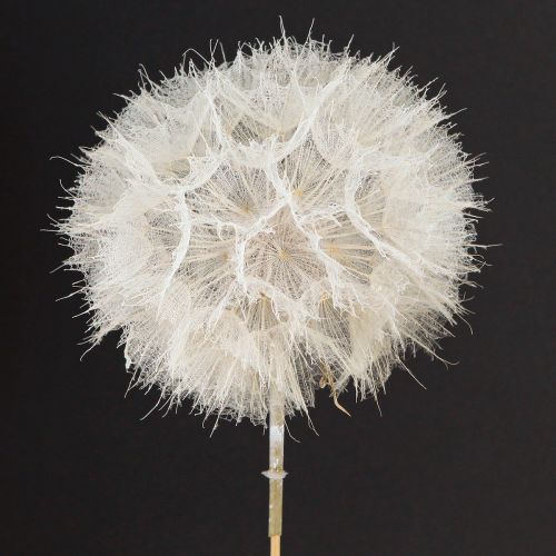 Floristik24 Dente di leone decorativo bianco – delicati fiori secchi per composizioni eleganti Ø11cm 6 pz.